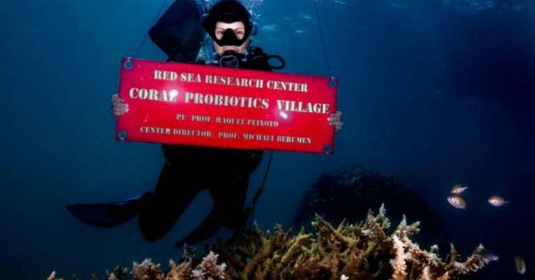 Raquel Peixoto, a professor of marine science at the King Abdullah University of Science and Technology in Saudi Arabia, is pictured at the Coral Probiotics Village at the Al Fahal Reef in the Red Sea. (Image credit: Morgan Bennett-Smith)