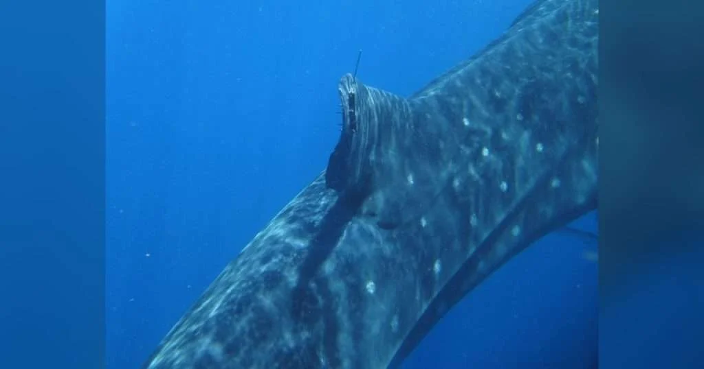 Researchers have tracked Milo for more than a record-breaking 34,000 miles, where he has traveled extensively throughout the Gulf, around the northern Caribbean islands, east of Bermuda and as far north as Massachusetts. (Credit: GHF)