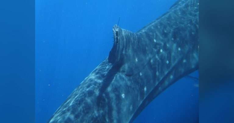 Researchers have tracked Milo for more than a record-breaking 34,000 miles, where he has traveled extensively throughout the Gulf, around the northern Caribbean islands, east of Bermuda and as far north as Massachusetts. (Credit: GHF)