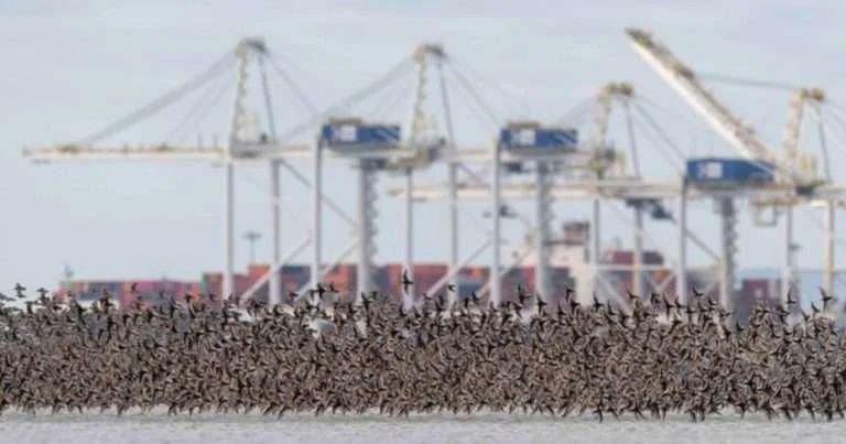 Western Sandpipers in flight over Roberts Bank in the Fraser River Estuary during migration. (Image credit: Jason Puddifoot)
