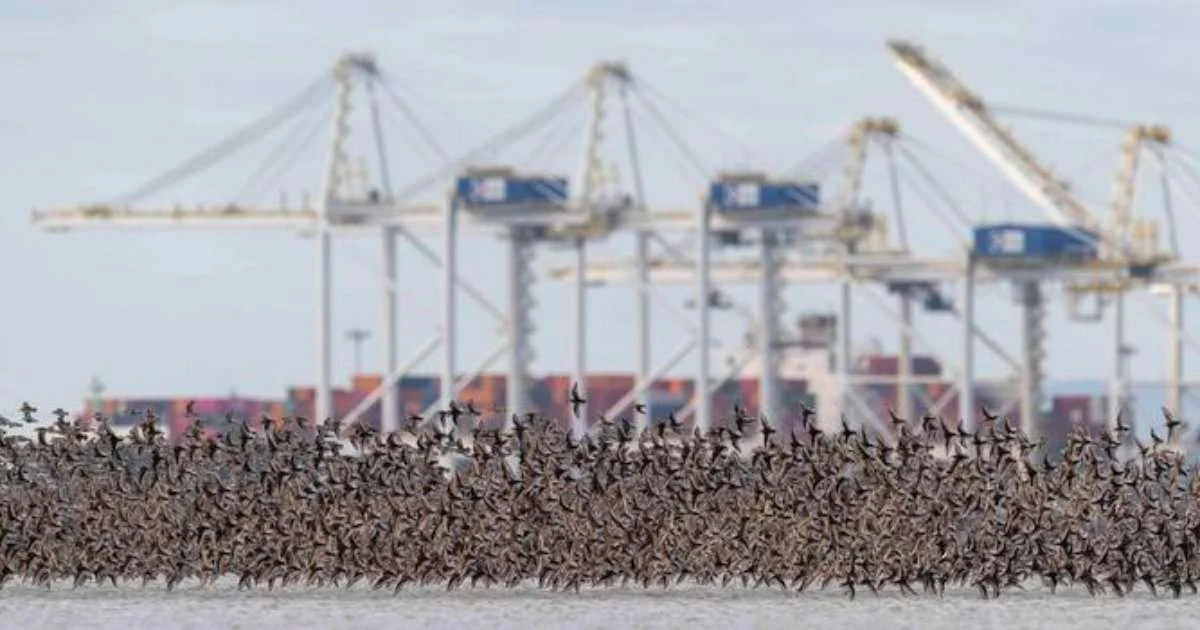Photo: environment coastal & offshore Western Sandpipers in flight over Roberts Bank in the Fraser River Estuary during migration. (Image credit: Jason Puddifoot)