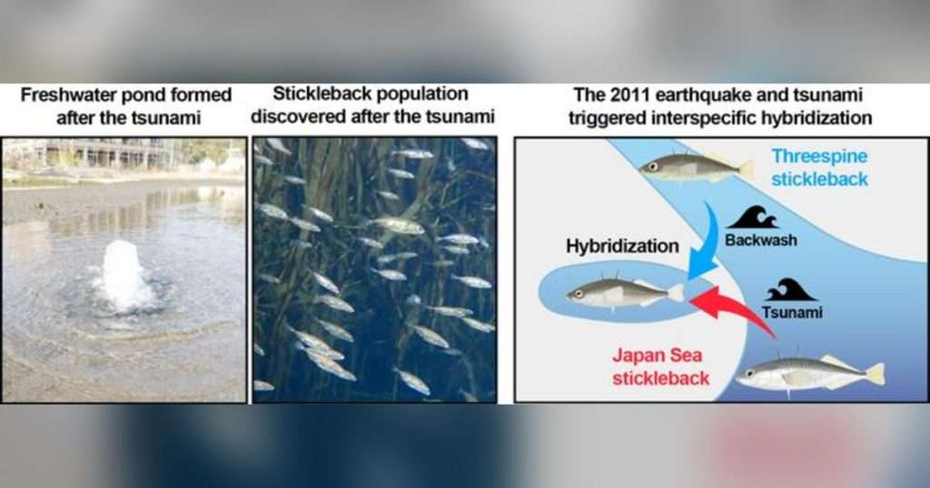Left: A freshwater pond formed in Otsuchi, Iwate Prefecture, by the tsunami and land subsidence associated with the 2011 Great East Japan Earthquake (Image credit: Seiichi Mori). Center: A hybrid population of threespine stickleback and Japan Sea stickleback discovered in this pond (Image credit: Takuya Hosoki). Right: Schematic illustration showing how the marine Japan Sea stickleback was carried into the freshwater pond by the tsunami, while the freshwater threespine stickleback was carried from upstream by the backwash. The two species came into contact, resulting in interspecific hybridization. (Image credit: Chihiro Kinoshita)
