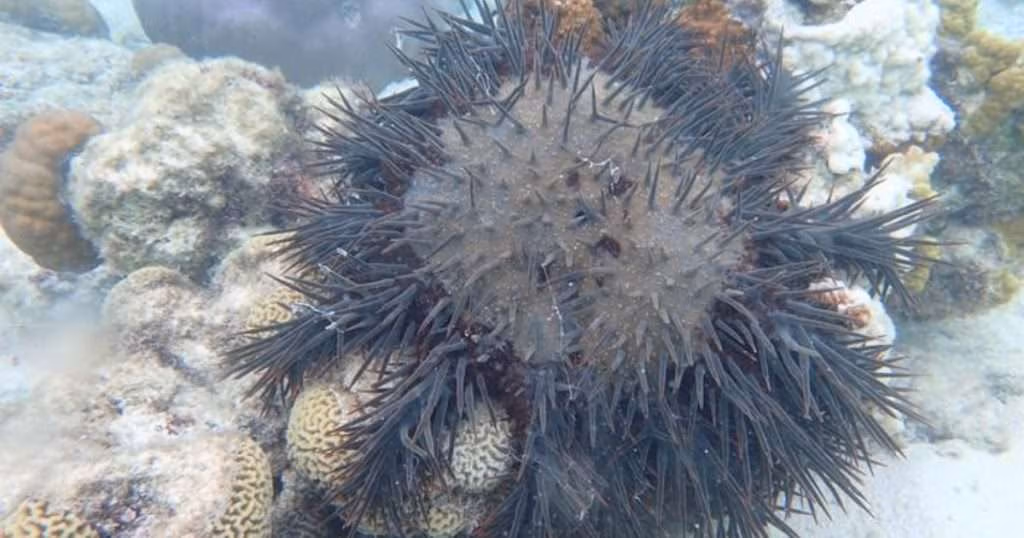 Crown-of-thorns starfish. (Image credit: Shawna Foo)