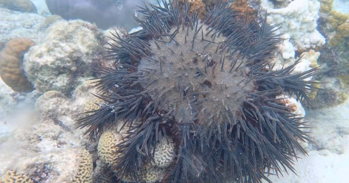 Crown-of-Thorns Starfish Can Boost Coral Reef Diversity, Study Finds - News Directory 3