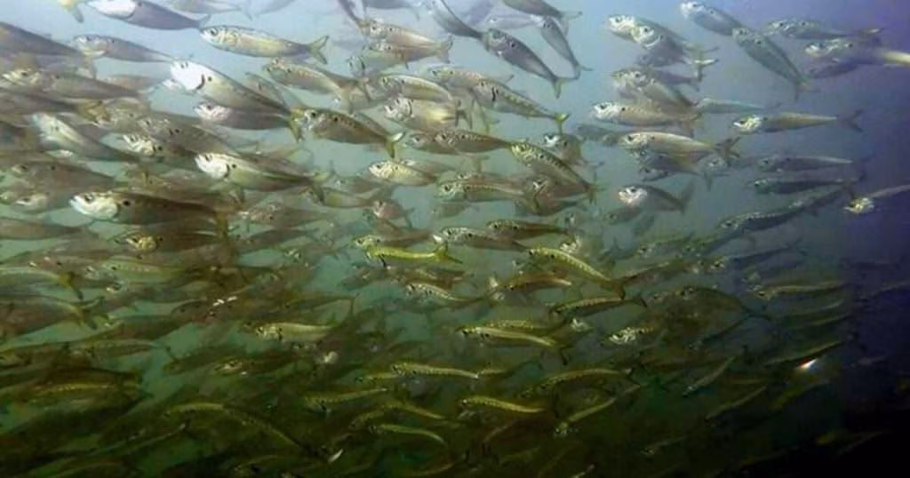 Atlantic menhaden (Brevoortia tyrannus) form large schools in the Atlantic Ocean and bay areas. (Image credit: NOAA Fisheries)
