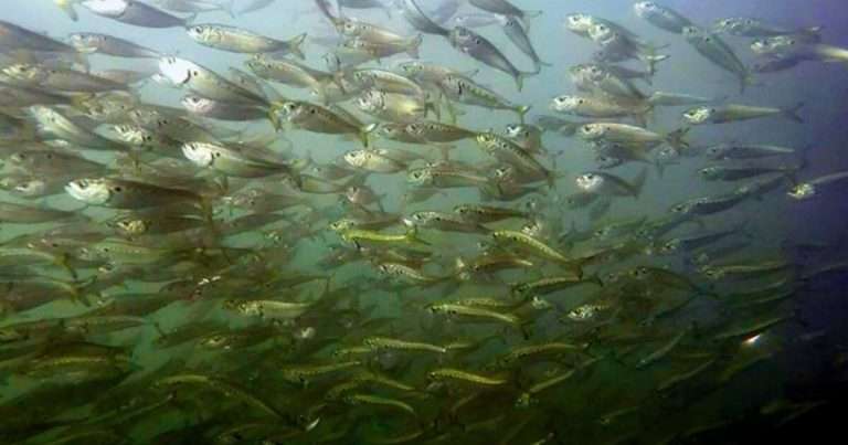 Atlantic menhaden (Brevoortia tyrannus) form large schools in the Atlantic Ocean and bay areas. (Image credit: NOAA Fisheries)