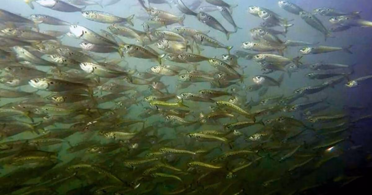 Atlantic menhaden (Brevoortia tyrannus) form large schools in the Atlantic Ocean and bay areas. (Image credit: NOAA Fisheries)