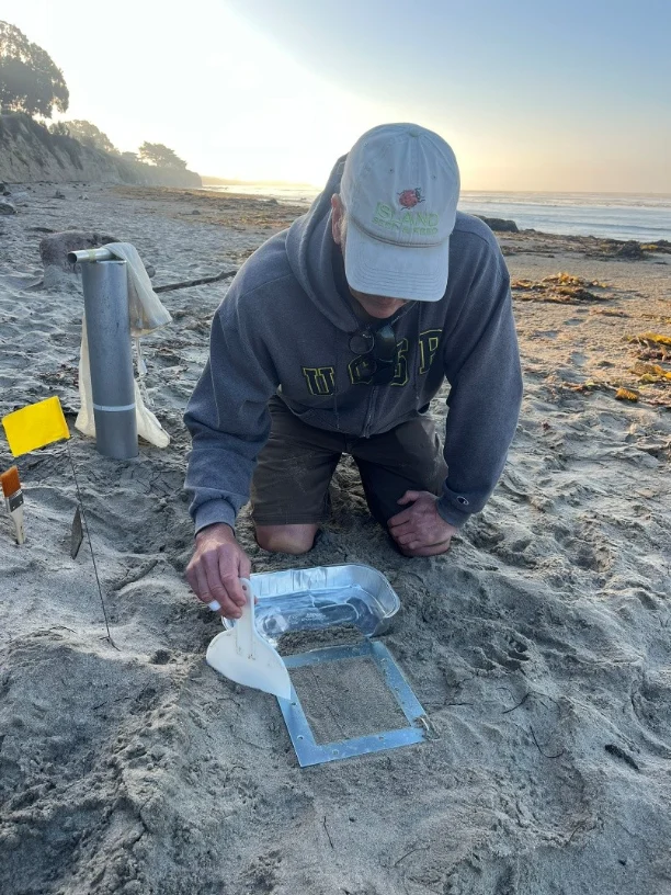  A researcher scrapes sand hopper mounds into a container for weighing. (Image credit: Timothhy Baxter)