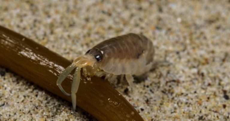 A sand hopper feasting on washed up seaweed. (Image credit: Nicholas Schooler)
