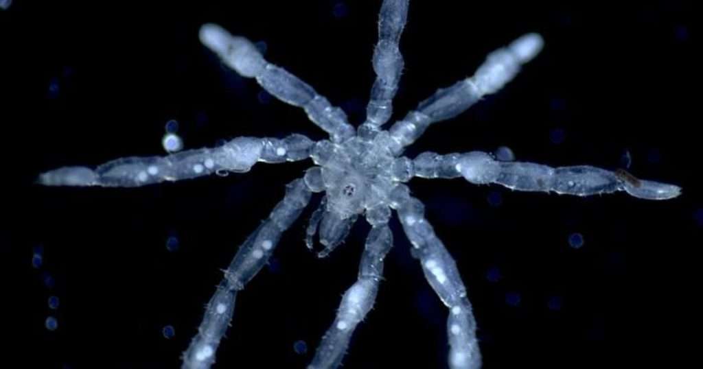 A photo of a new species of sea spider Tanystylum kiixin. (Image credit: Cormac Toler-Scott)