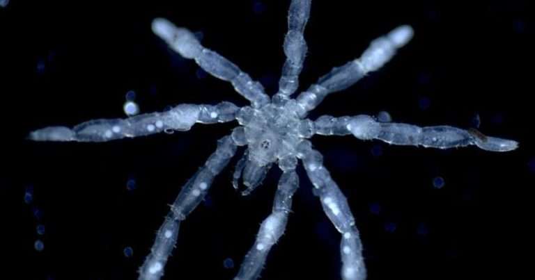 A photo of a new species of sea spider Tanystylum kiixin. (Image credit: Cormac Toler-Scott)