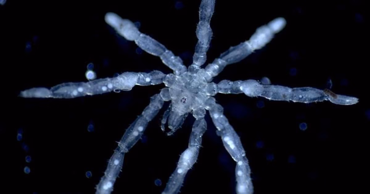 A photo of a new species of sea spider Tanystylum kiixin. (Image credit: Cormac Toler-Scott)