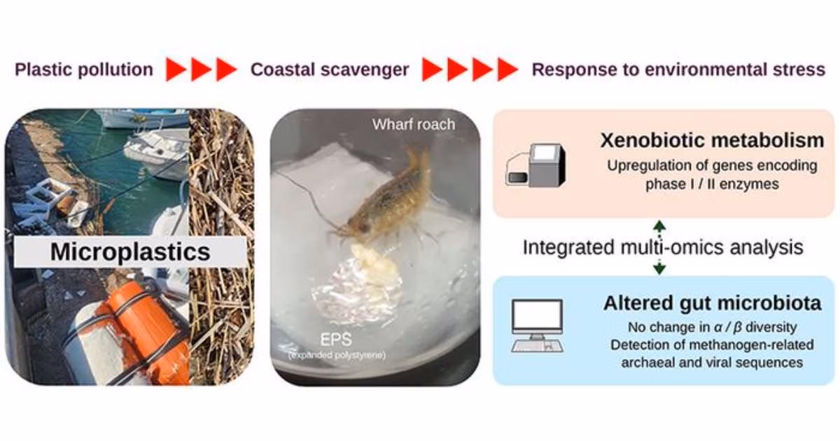Wharf roaches act as “cleanup crews” of the seashore. In recent years, microplastics, such as EPS, have been washing up on beaches and subsequently consumed by these creatures. A team from Kyushu University used multi-omics analysis to investigate what occurs in the digestive tracts of wharf roaches that have ingested EPS. The results revealed that roaches that ingested EPS had elevated activation of genes related to the metabolism of foreign substances. Additionally, while there were no changes in gut microbiota, they found methane-producing archaea and viruses only in EPS-consuming roaches. (Image credit Yuji Oshima, Kyushu University)
