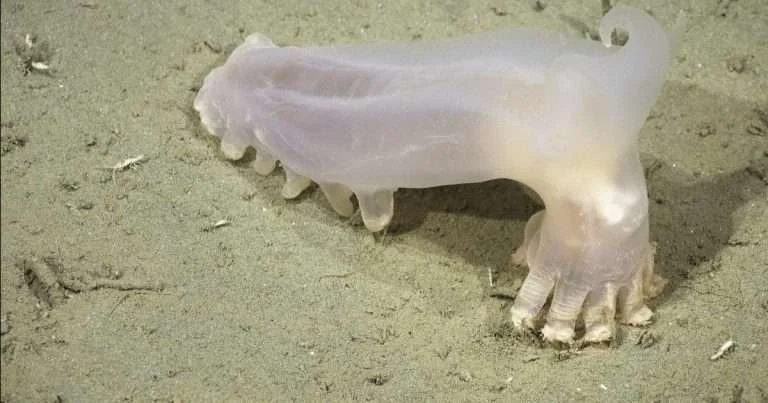 (Image credit: Schmidt Ocean Institute)