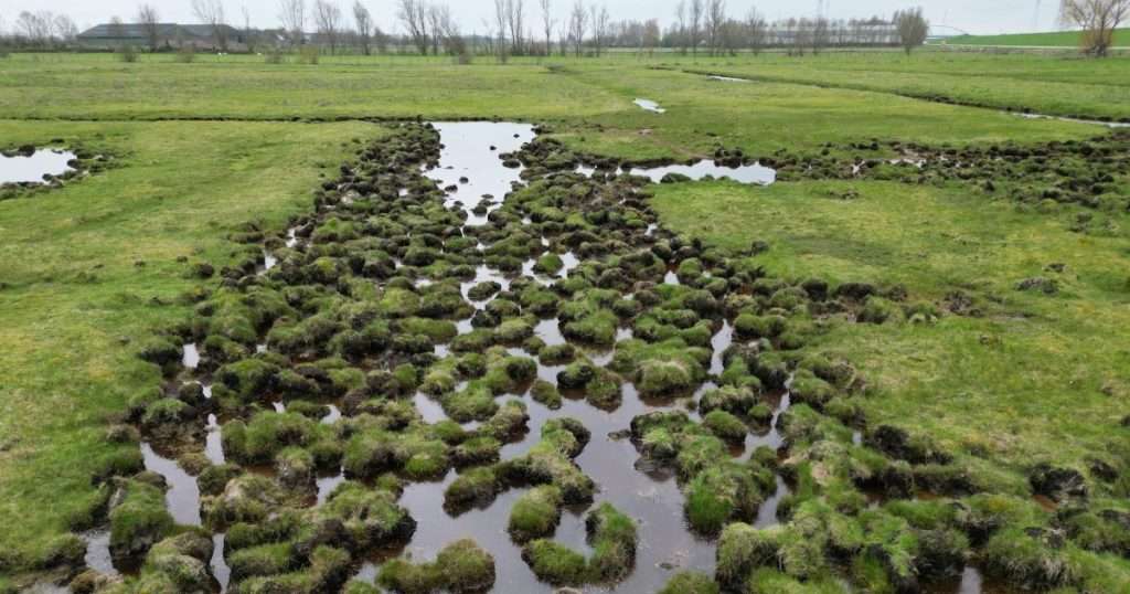 A saline meadow near Yerseke in the Netherlands, where plants grow on raised mounds called hummocks, separated by lower, largely unvegetated hollows. (Credit: Mingxuan Wu/NIOZ)