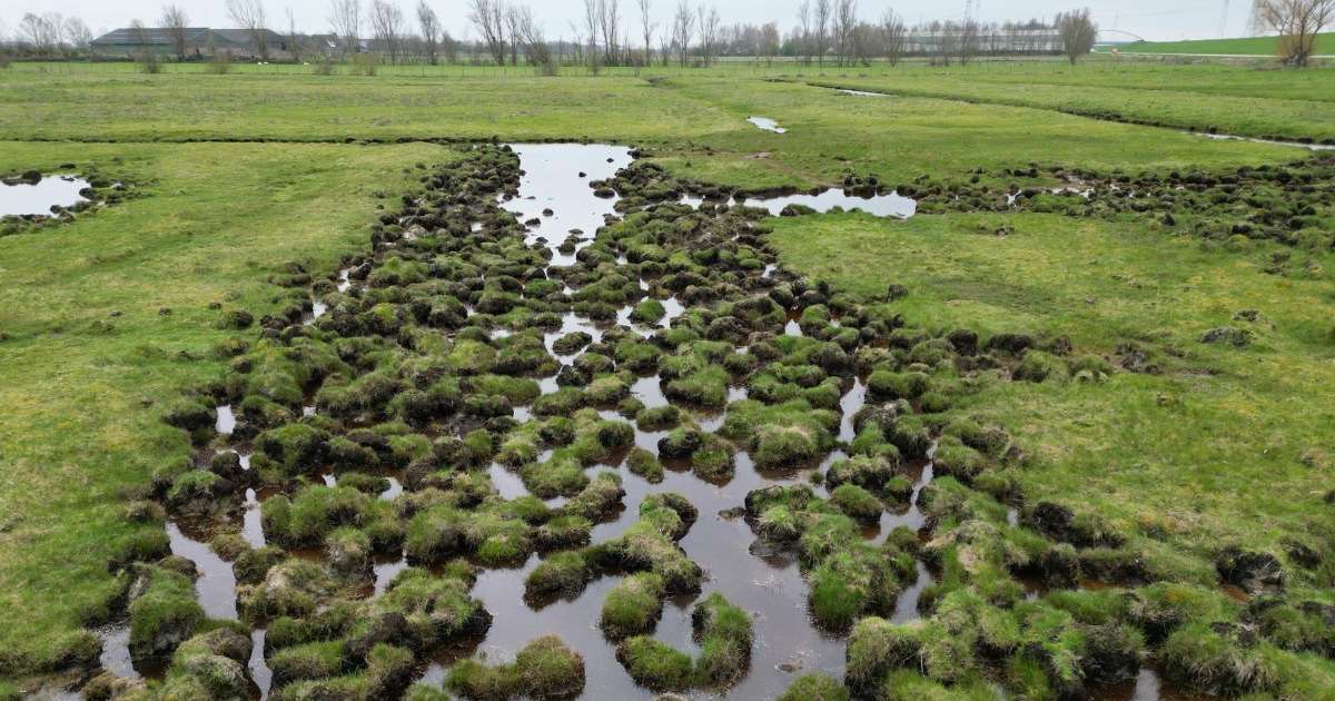 A saline meadow near Yerseke in the Netherlands, where plants grow on raised mounds called hummocks, separated by lower, largely unvegetated hollows. (Credit: Mingxuan Wu/NIOZ)