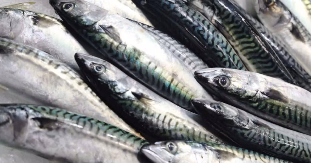 (Image credit: Blue Marine Foundation)