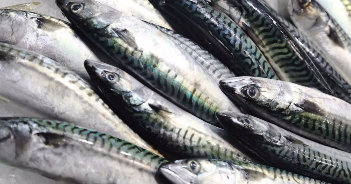 (Image credit: Blue Marine Foundation)