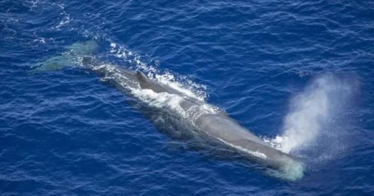 A sperm whale in the Indian Ocean. (Image credit: Maarten van Rouveroy / Greenpeace)