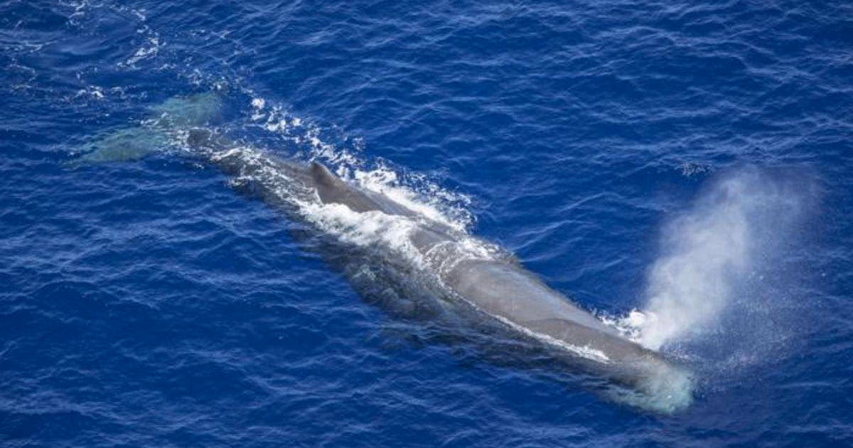 A sperm whale in the Indian Ocean. (Image credit: Maarten van Rouveroy / Greenpeace)