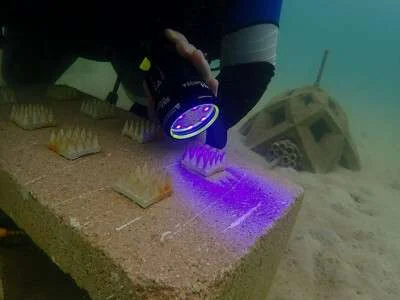 Researcher Natalie Levy uses a UV flashlight to inspect microhabitat structures for signs of coral larvae settlement. (Image credit: Océane Boulais)