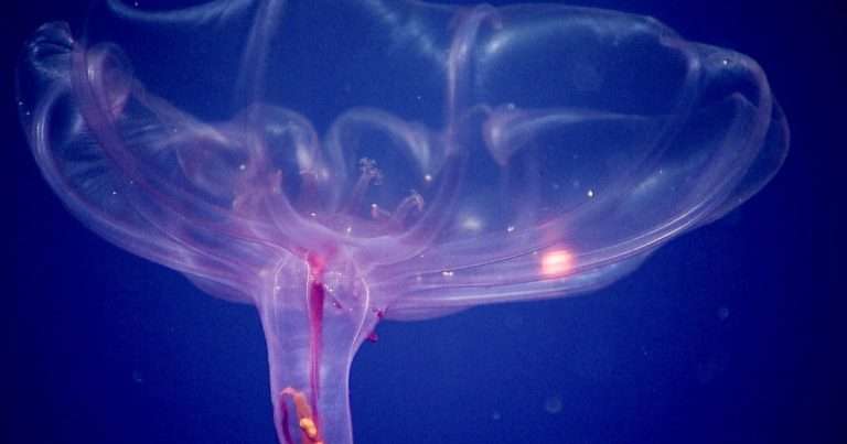 The gelatinous veil of Pelagothuria natatrix creates a funnel surrounding the mouth to collect particles of marine snow the sea cucumber eats using a ring of feeding tentacles in the center. (Image credit: NOAA Ocean Exploration)