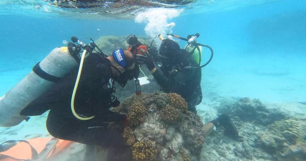 USGS and NPS scientists collecting a coral core within the National Park of American Samoa on Ofu. (Image credit: USGS)