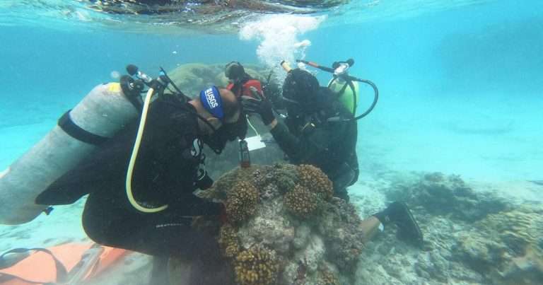 USGS and NPS scientists collecting a coral core within the National Park of American Samoa on Ofu. (Image credit: USGS)