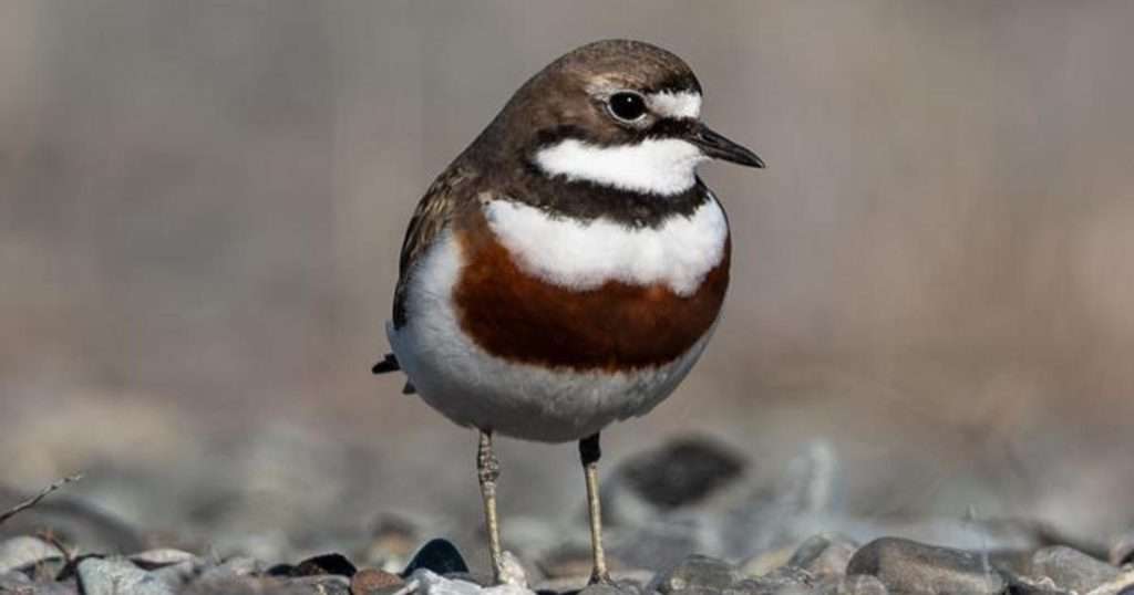 The New Zealand banded dotterel (or double-banded plover) is endemic to New Zealand. While some remain all year round, most migrate to Australia for its warmer winters. (Image credit: Bashar Jarayseh, MPI for Biological Intelligence)