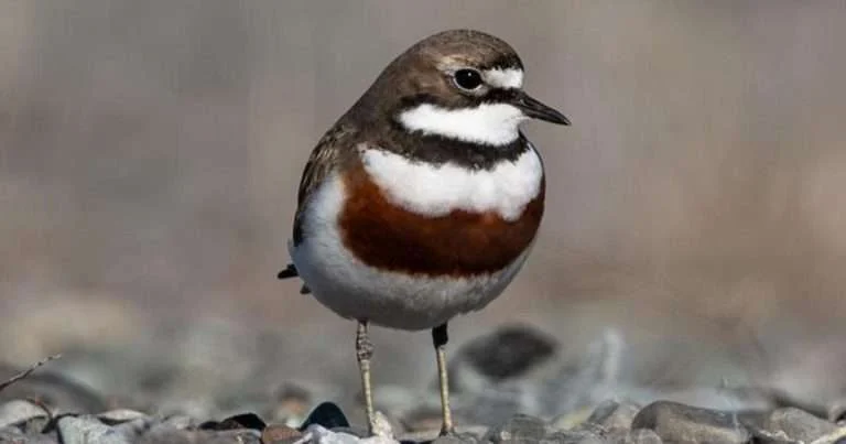 The New Zealand banded dotterel (or double-banded plover) is endemic to New Zealand. While some remain all year round, most migrate to Australia for its warmer winters. (Image credit: Bashar Jarayseh, MPI for Biological Intelligence)