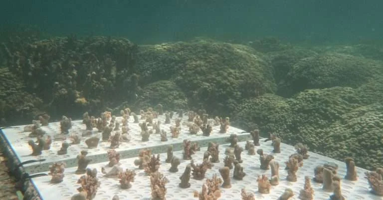 Coral fragments transplanted onto underwater tables in Kāneʻohe Bay, Hawaii. (Image credit: Allison Klein, Ph.D., FAU Harbor Branch)
