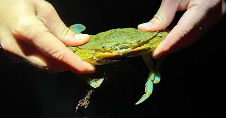 URI graduate student Maja Nielsen's novel research examines how fishing-driven shifts in crab populations are changing the way mussels respond to predators—with consequences that could ripple through New England salt marsh ecosystems. (Image credit: Maja Nielsen, URI)