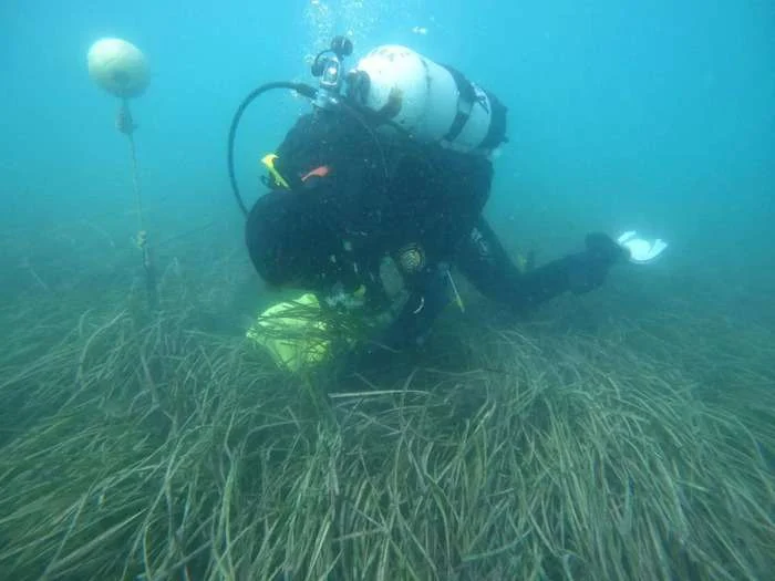 Seagrass research by ECU Research Associate. (Image credit: Nicole Said)