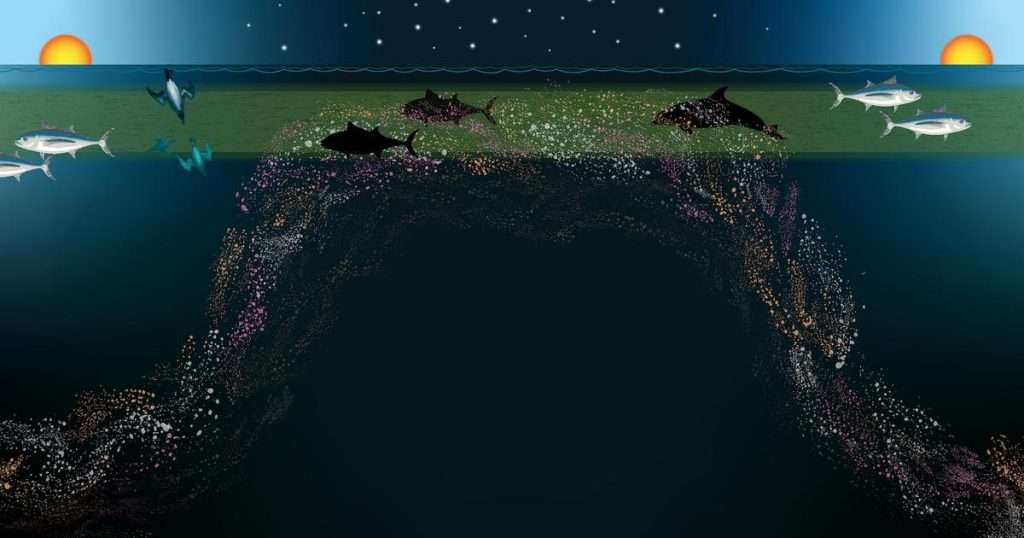 Many fishes and invertebrates balance predation risk with access to food by migrating between the dark depths of the ocean during the day and food-rich surface waters at night. Vertical migration is one of several collective behaviors exhibited by pelagic animals. (Image credit: Mariah Salisbury, MBARI)