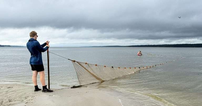 Scientists sample each survey site five times, deploying a 100-foot seine net from the shore. Photo by Jack Buchanan.