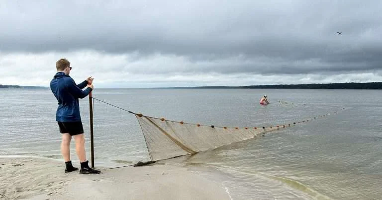 Scientists sample each survey site five times, deploying a 100-foot seine net from the shore. Photo by Jack Buchanan.
