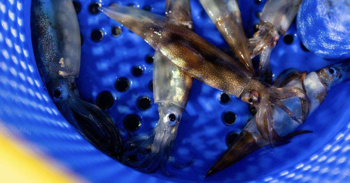 The 2023–2024 cold-water pulse had economic consequences for Northeastfisheries. Longfin squid landings fell 25.6%, or 10 million pounds, from 2023 to 2024, while thefishery’s commercial value declined by $6.5 million. (Image credit: Daniel Hentz, Woods Hole Oceanographic Institution)
