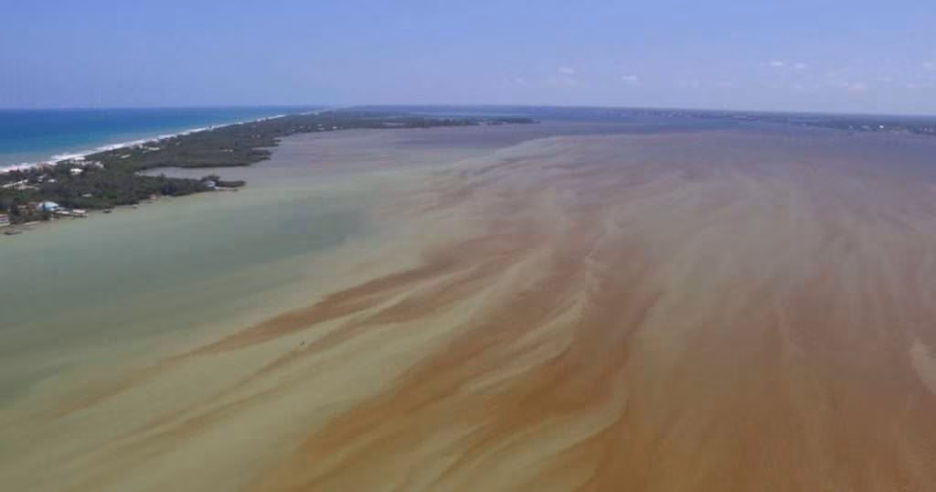 In August 2023, a drone captured a Pyrodinium bahamense bloom near Sebastian Inlet, looking south toward the inlet. This bioluminescent microorganism can produce toxins that pose risks to wildlife and human health. (Image credit: FAU)