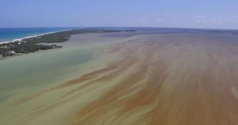 In August 2023, a drone captured a Pyrodinium bahamense bloom near Sebastian Inlet, looking south toward the inlet. This bioluminescent microorganism can produce toxins that pose risks to wildlife and human health. (Image credit: FAU)