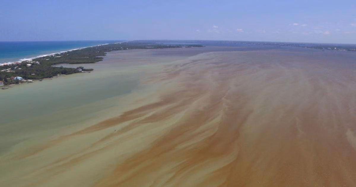 In August 2023, a drone captured a Pyrodinium bahamense bloom near Sebastian Inlet, looking south toward the inlet. This bioluminescent microorganism can produce toxins that pose risks to wildlife and human health. (Image credit: FAU)