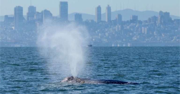 A gray whale surfaces in San Francisco Bay. (Image credit: Darrin Allen; NOAA Permit #26532)