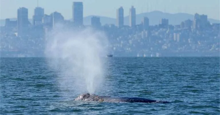 A gray whale surfaces in San Francisco Bay. (Image credit: Darrin Allen; NOAA Permit #26532)