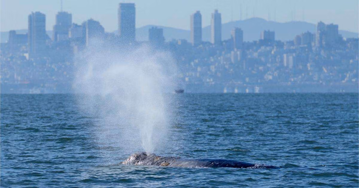 A gray whale surfaces in San Francisco Bay. (Image credit: Darrin Allen; NOAA Permit #26532)