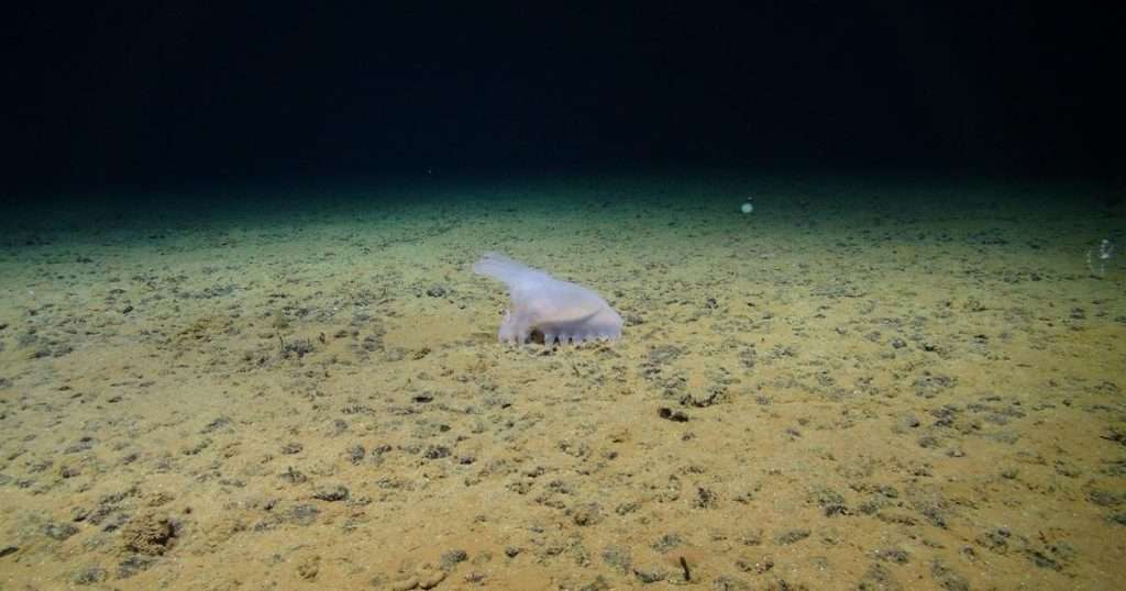 An abyssal sea cucumber moves across a field of polymetallic nodules in the abyssal plain of the Clarion Clipperton Zone. (Image credit: National Oceanography Centre and Trustees of the Natural History Museum, with acknowledgement to the NERC SMARTEX project)