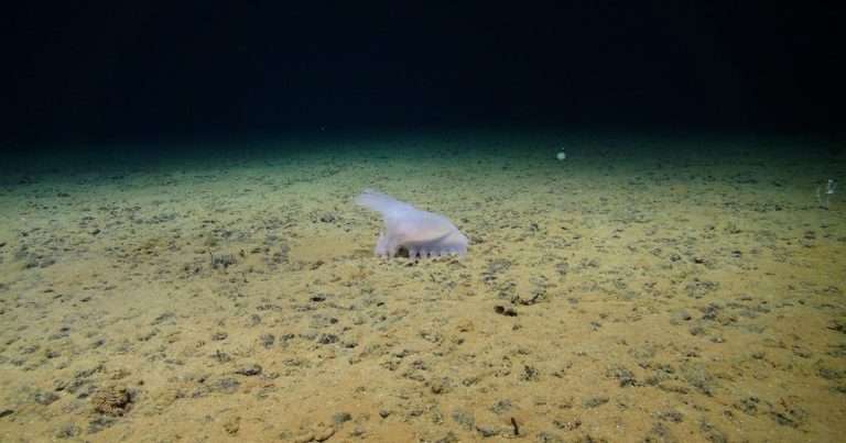 An abyssal sea cucumber moves across a field of polymetallic nodules in the abyssal plain of the Clarion Clipperton Zone. (Image credit: National Oceanography Centre and Trustees of the Natural History Museum, with acknowledgement to the NERC SMARTEX project)