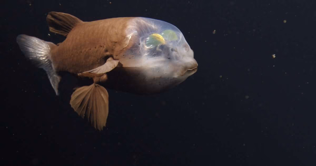 The barreleye fish (Macropinna microstoma) lives in the ocean’s twilight zone, scanning the waters above for food. After spotting a potential meal, those large tubular eyes rotate under a transparent head to keep prey in sight. (Image credit: MBARI)