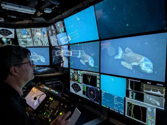 During the Diving Deep for Delicate Drifters expedition aboard MBARI’s R/V David Packard, Senior Scientist Steven Haddock and team had a chance encounter with a barreleye fish ( Macropinna microstoma). (Image credit: Kyra Schlining, MBARI)