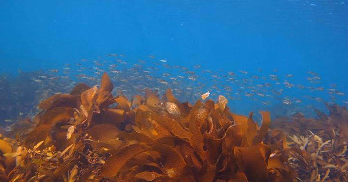 Kelp forests along Japan's Izu Peninsula support rich marine biodiversity and play an important role in coastal ecosystems. However, rising ocean temperatures and prolonged grazing by herbivorous fish are driving widespread kelp forest decline, threatening these important underwater habitats. (Image credit: Shigeki Wada)