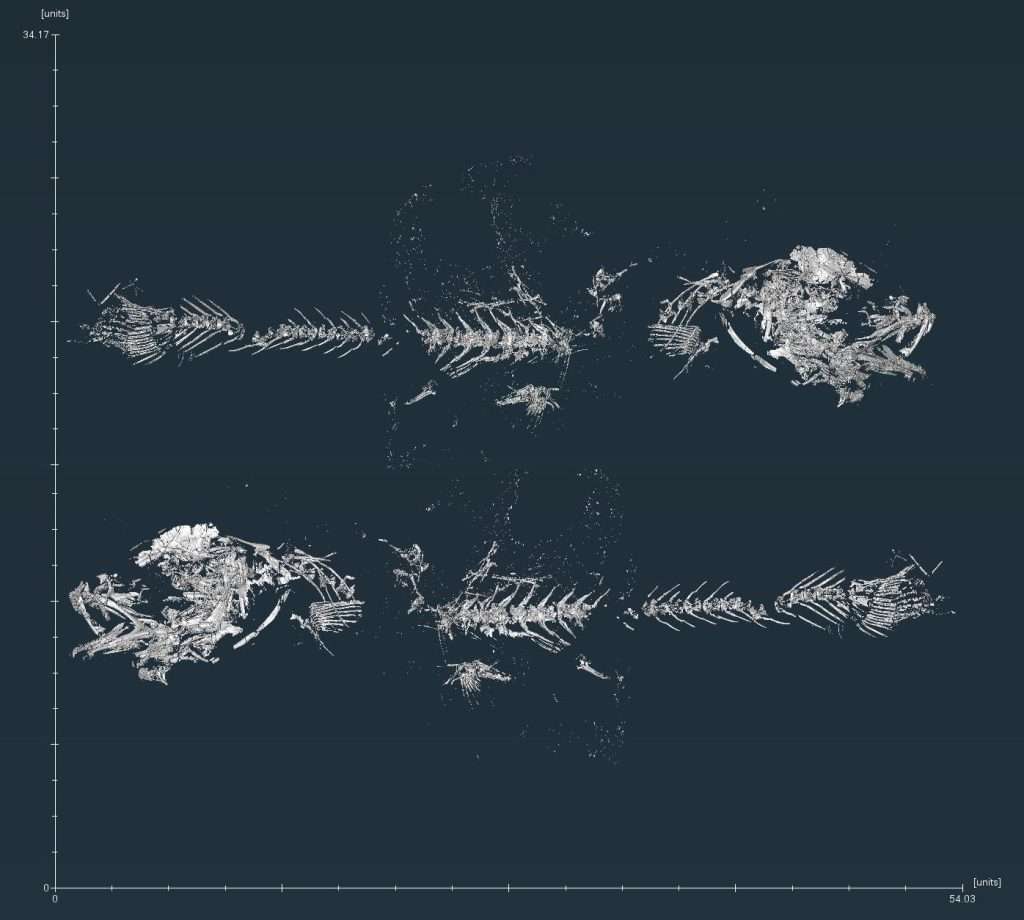 Alberta Fossils Reveal Fish Evolution at the End of the Dinosaur Age ...