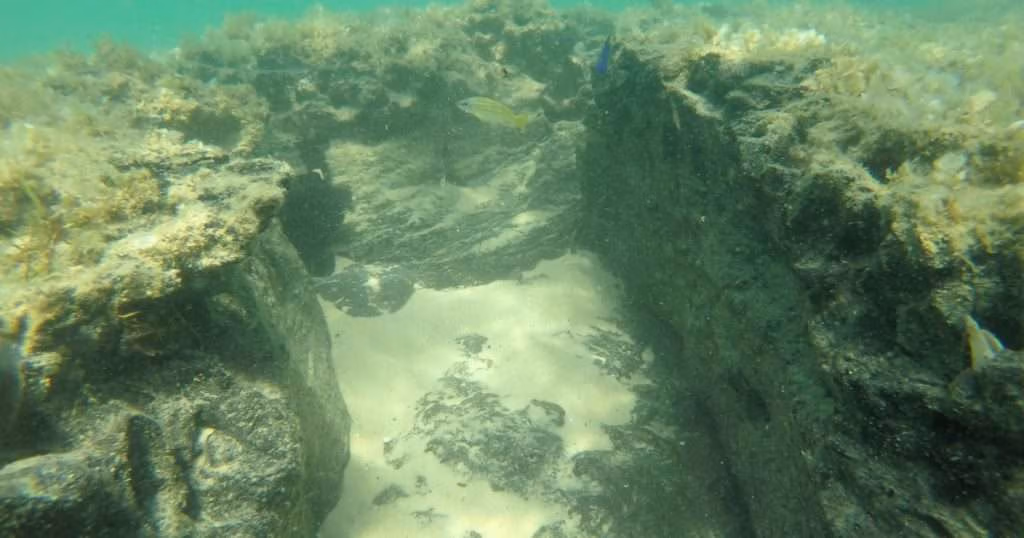 A peat reef. (Image credit: BCSS)
